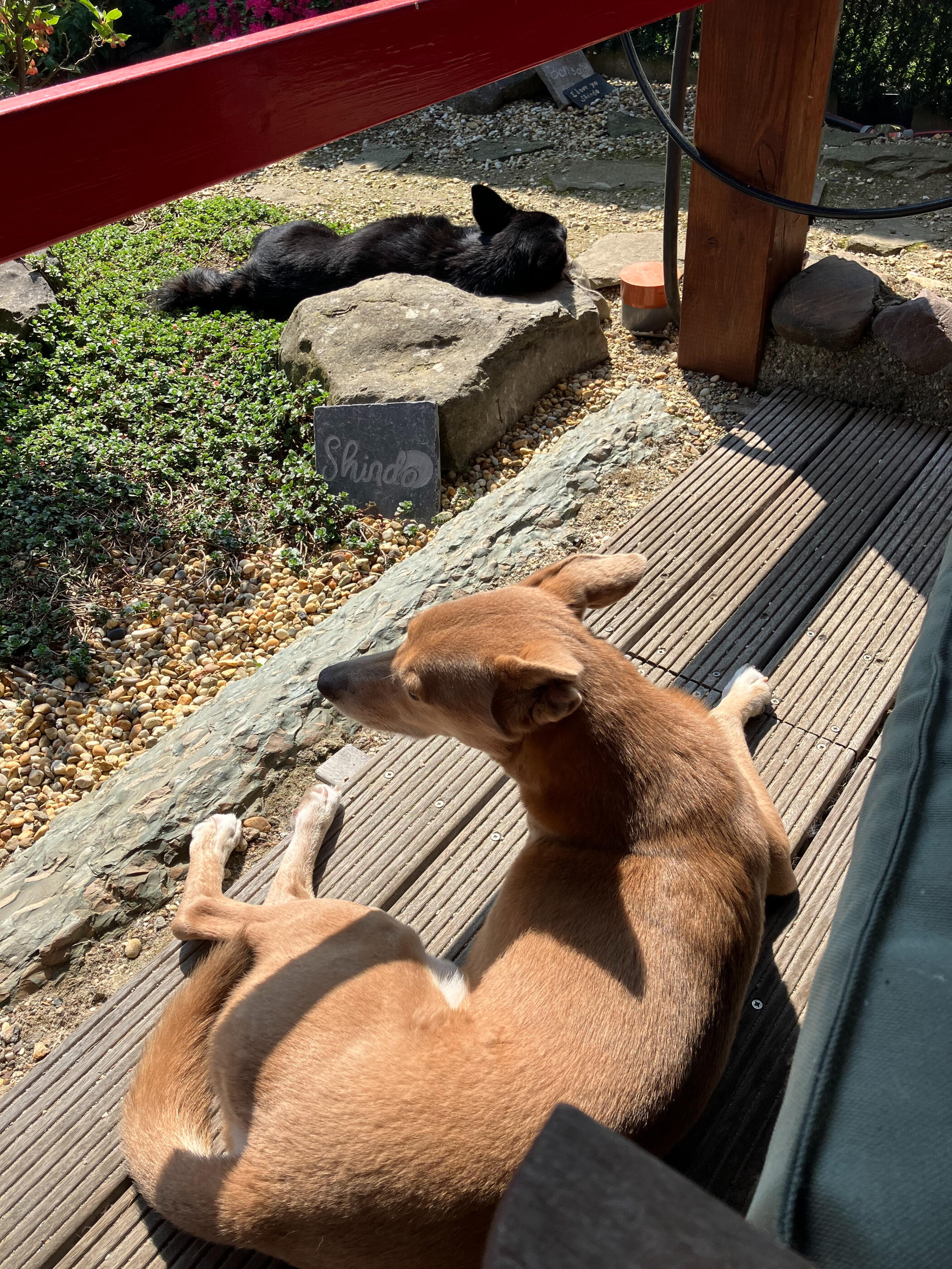 Peace Peanuts Skippie aka Mircea en Peanut chillen in de Japanse tuin Shindo Nu in Tongeren-Borgloon